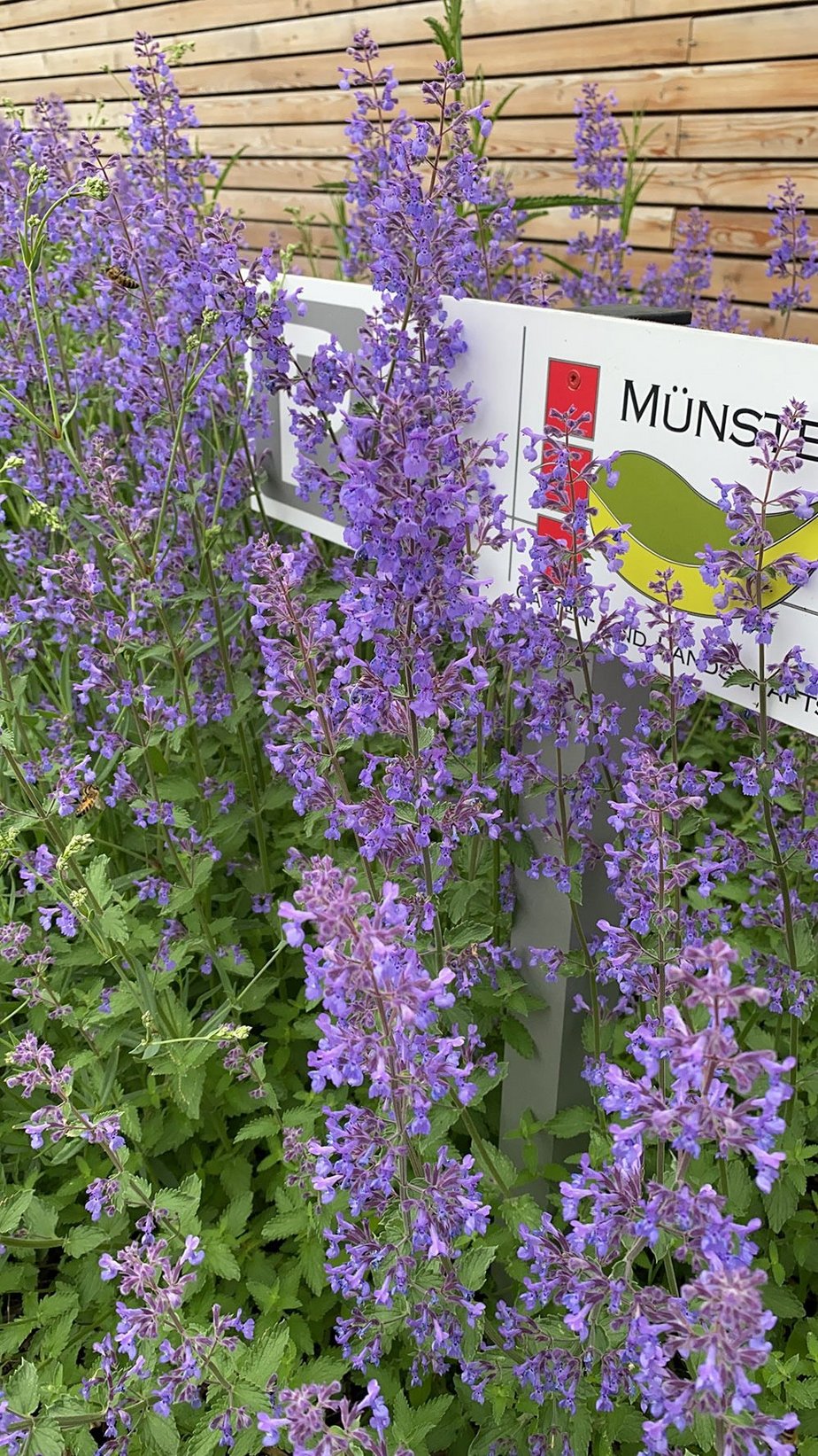 nepeta-x-fasseni-klimaresis